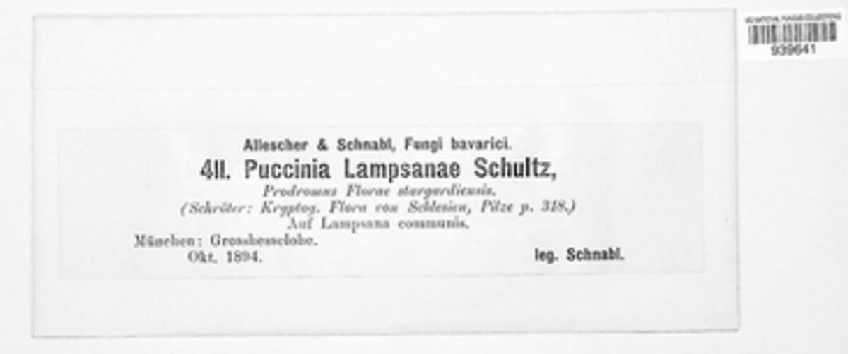 Puccinia lampsanae image